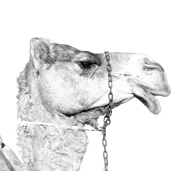 Umman boş dörtte çöl gökyüzüne yakın bir ücretsiz dromedary içinde — Stok fotoğraf