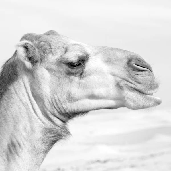 Em oman vazio quarto de deserto um dromedário livre perto do céu — Fotografia de Stock