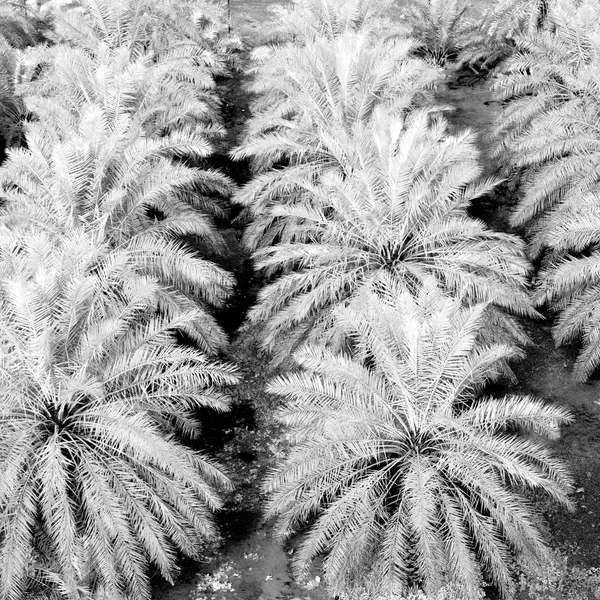 In oman garden and the cultivation of palm fruit from high — Stock Photo, Image