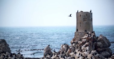 Güney Afrika yaban hayatı doğa kuşları ve kayalar