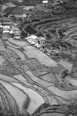 Banaue Unesco sitesinden pirinç elde etmek için Filipinler teras sahasında bulanıklık