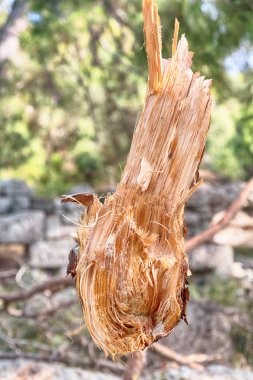 ormanda bazı ağaçlar ve neddles arka plan gibi kesti