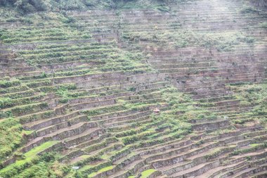 Banaue Unesco sitesinden pirinç elde etmek için Filipinler teras sahasında bulanıklık