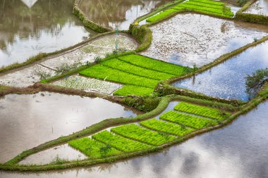 Banaue Unesco sitesinden pirinç elde etmek için Filipinler teras sahasında bulanıklık