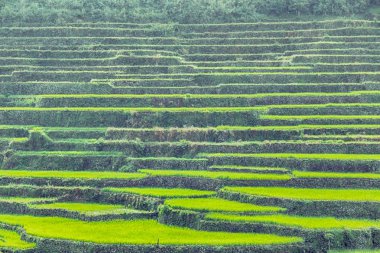 Banaue Unesco sitesinden pirinç elde etmek için Filipinler teras sahasında bulanıklık
