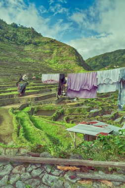Banaue Unesco sitesinden pirinç elde etmek için Filipinler teras sahasında bulanıklık