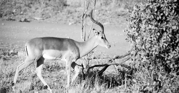 Impala selvagem no arbusto de inverno — Fotografia de Stock