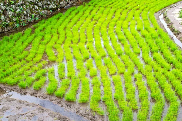 Unschärfe Philippinischen Großaufnahmen Eines Reisgetreideanbaufeldes — Stockfoto
