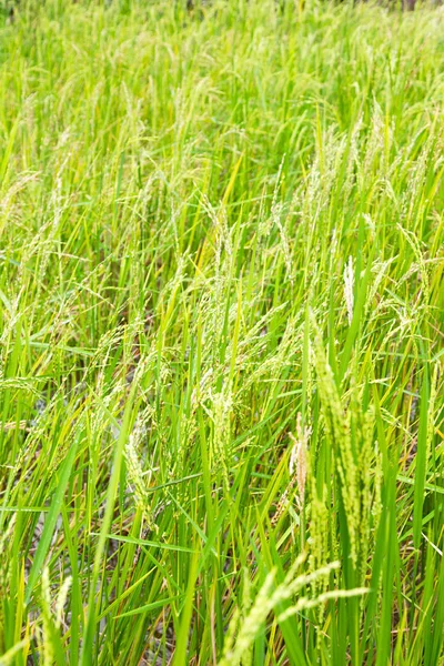 Borrão Filipinas Perto Campo Cultivo Cereais Arroz — Fotografia de Stock