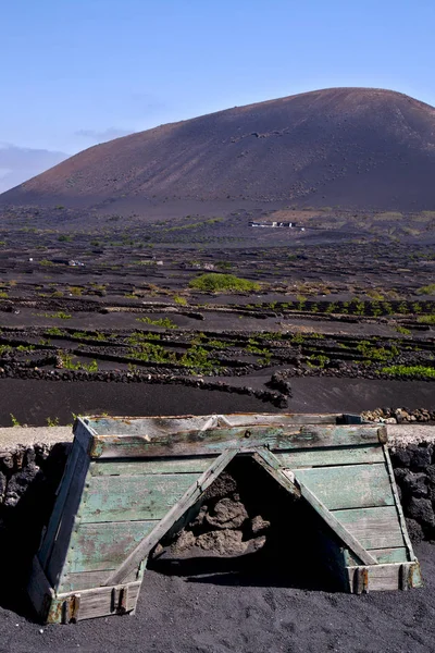 Gewassen Wijnbouw Producent Lanzarote Spanje Geria Wijnstok Schroef Druiven Muur — Stockfoto