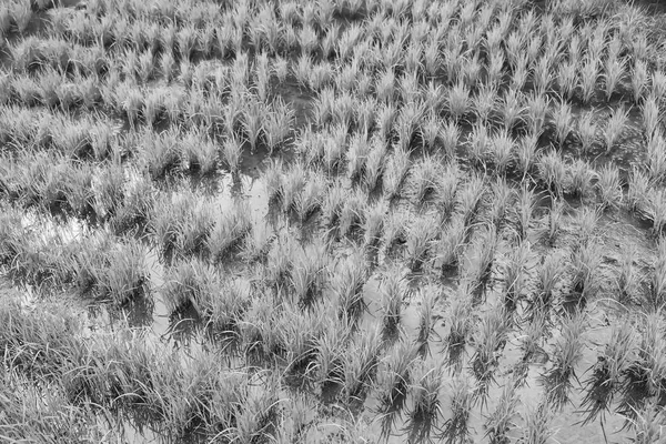 バナウエ ユネスコの米栽培のためのフィリピンのテラス畑でぼかし — ストック写真