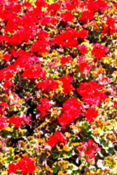 Desenfoque Los Colores Primavera Flores Jardín — Foto de Stock
