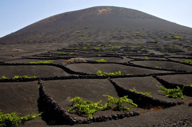 La geria duvar üzüm yetiştirme bağcılık şarapçılık lanzarote İspanya asma vida bitkileri 
