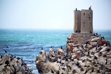 Güney Afrika yaban hayatı doğa kuşları ve kayalar