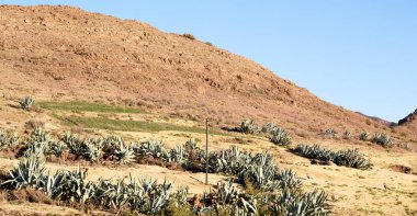   Güney Afrika'da kara çalı ve ağaç 