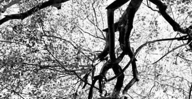 bitki ve ağaç Milli Parkı içinde 