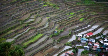   coultivation pirinç Teras alanı   