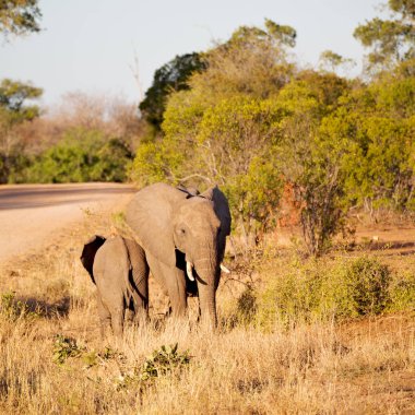  Güney Afrika yaban hayatı doğa rezerv ve fil