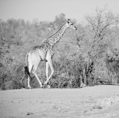 Güney Afrika 'da bulanık. Vahşi doğa koruma alanı ve vahşi zürafa.