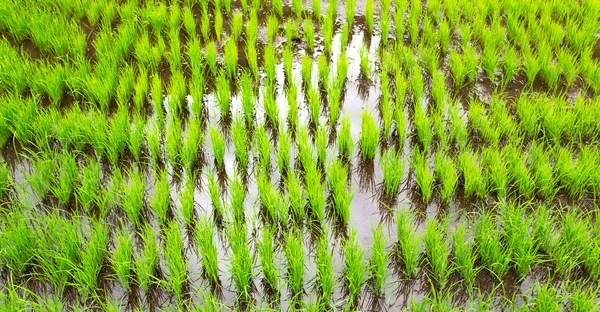 Borrão Filipinas Perto Campo Cultivo Cereais Arroz — Fotografia de Stock