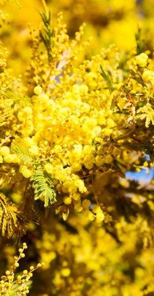 En la vida silvestre mimosa planta y árbol — Foto de Stock