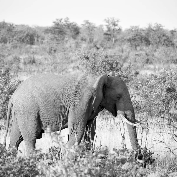 En Sudáfrica reserva natural de vida silvestre y elefante — Foto de Stock