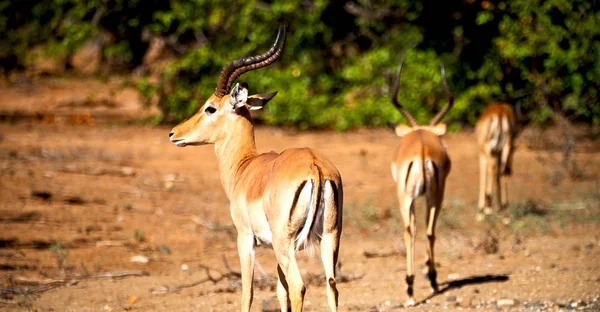 Impala selvagem e o arbusto de inverno — Fotografia de Stock