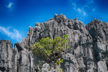  palm cliff beach ve rock bir tekneyle görüntülemek