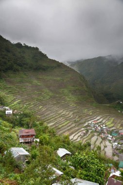   coultivation pirinç Teras alanı   