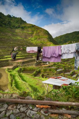   coultivation pirinç Teras alanı   