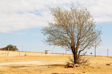 bitki ve ağaç Milli Parkı içinde 