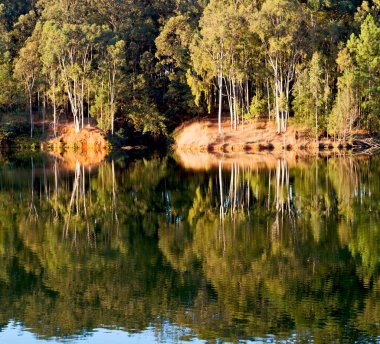   su Lirası göl ve ağaç yansıması