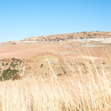   Güney Afrika'da kara çalı ve ağaç 