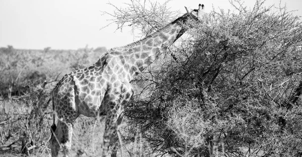 In Sudafrica riserva faunistica e giraffa — Foto Stock