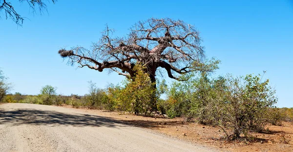 In south africa   street and baobab — Stock Photo, Image