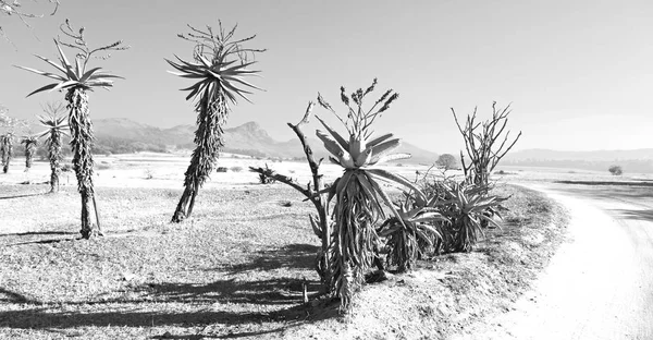 In swaziland   wildlife  nature  reserve — Stock Photo, Image