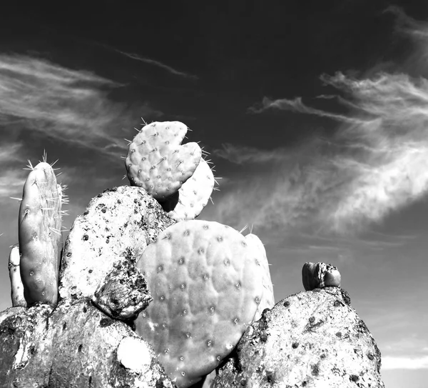 V Jižní Africe cloud oblohy a kaktus — Stock fotografie