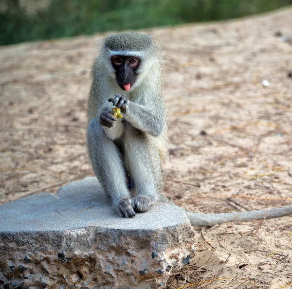 In south africa      wildlife  nature    and   monkey — Stock Photo, Image