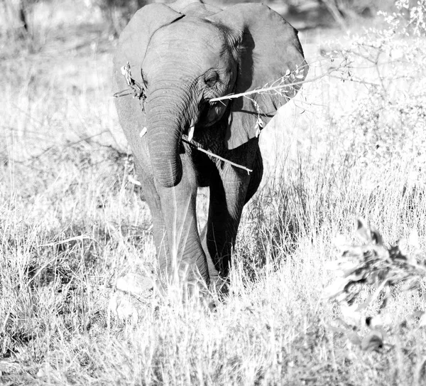 У Південній Африці дику природу заповідника та слон — стокове фото