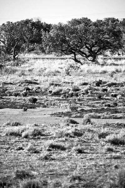 Güney Afrika su birikintisi Gölü tabiatı ve bush — Stok fotoğraf