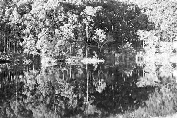 El lago de libras y el reflejo del árbol en el agua — Foto de Stock