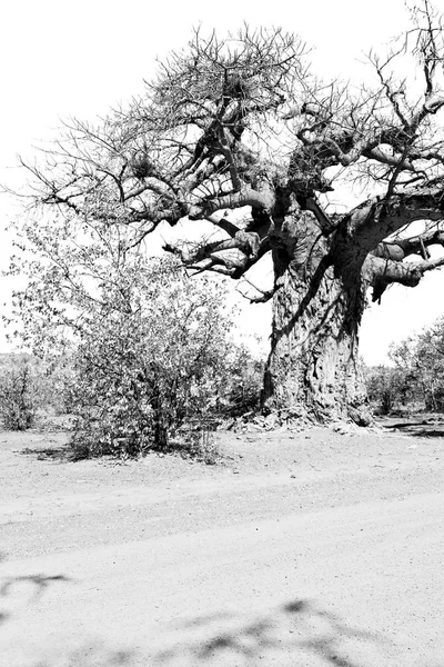 En la calle Sudáfrica y baobab — Foto de Stock