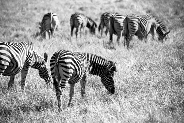 En Afrique du Sud réserve naturelle faunique et zèbre — Photo