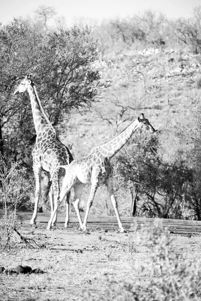 In Sudafrica riserva faunistica e giraffa — Foto Stock