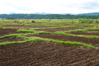   coultivation pirinç Teras alanı   