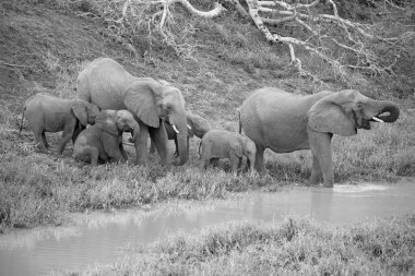  Güney Afrika yaban hayatı doğa rezerv ve fil
