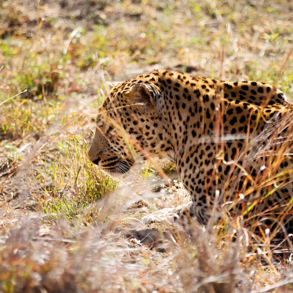 In Zuid-Afrika kruger natuurpark wild Luipaard — Stockfoto