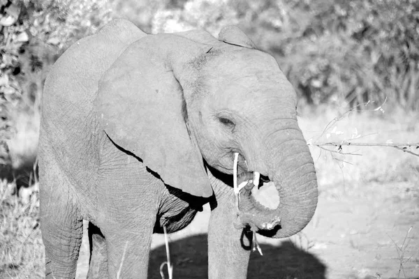 En Afrique du Sud réserve naturelle sauvage et éléphant — Photo