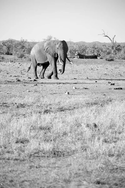 En Sudáfrica reserva natural de vida silvestre y elefante — Foto de Stock