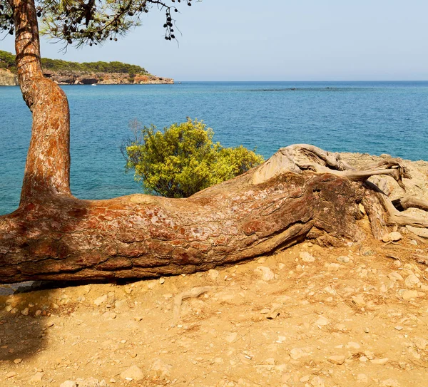 Pine plant en boom in de mediterrane Zie Turkije Europa — Stockfoto
